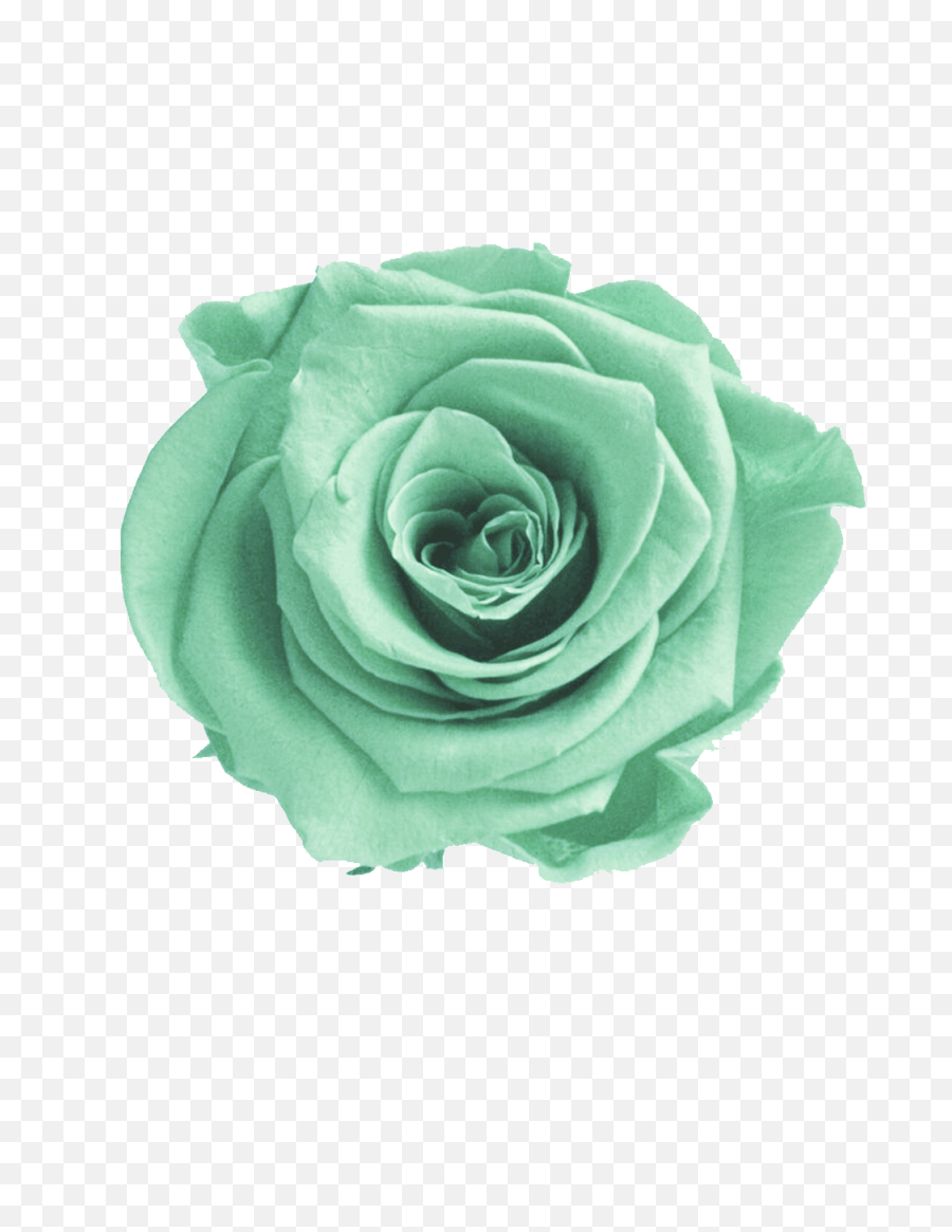 Mint Green Flower Png Green Flowers Transparent Background,Green