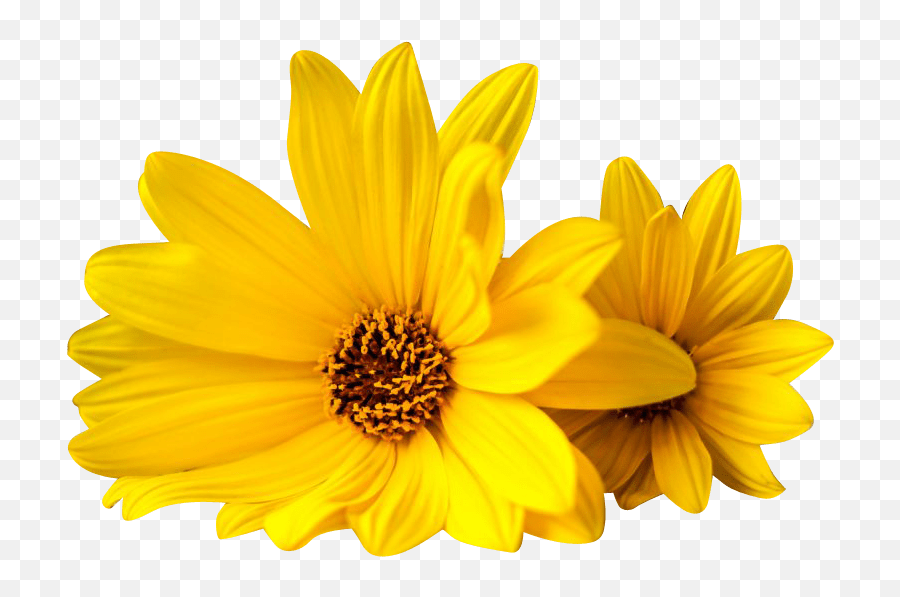 Yellow Floral Background Png