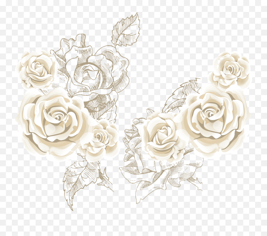 White Roses Background Vector White Rose Png Vector,White Roses Png