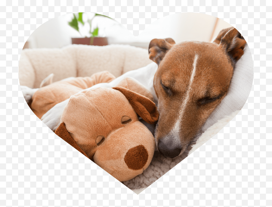 Dog Walking Overnight Pet Sitting In Home Boarding U0026 Cat Do Dogs