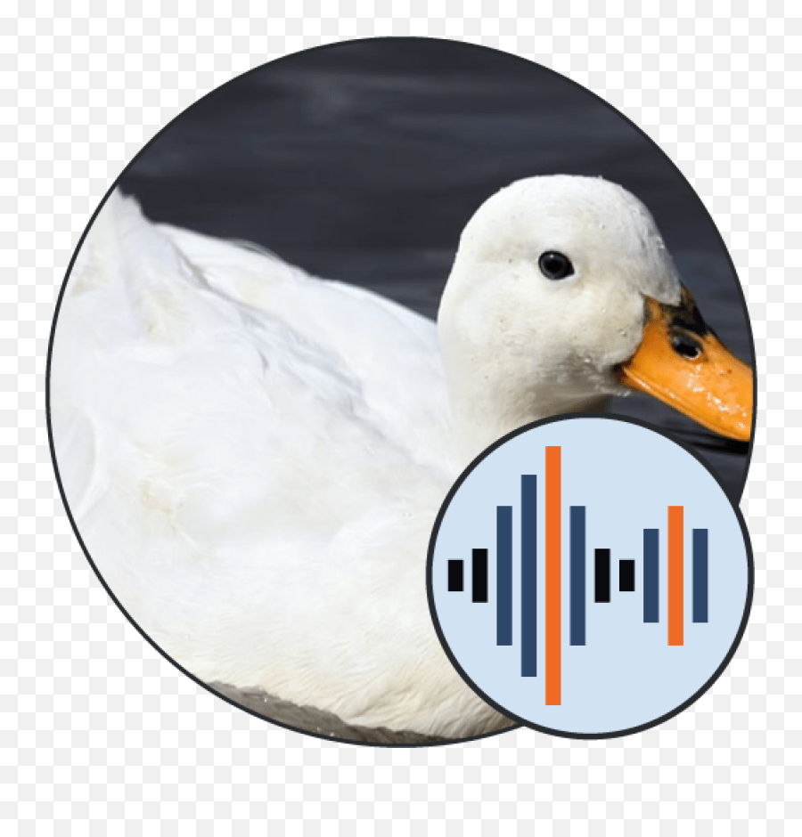 Ducks Ringtones Soundboard 101 Sound Png,Teamspeak Icon Goose free