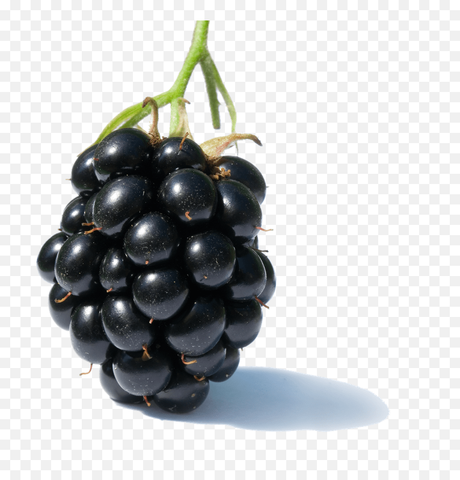 Blackberry Fruit Free Png Image Jamun Fruit English Name,Blackberries
