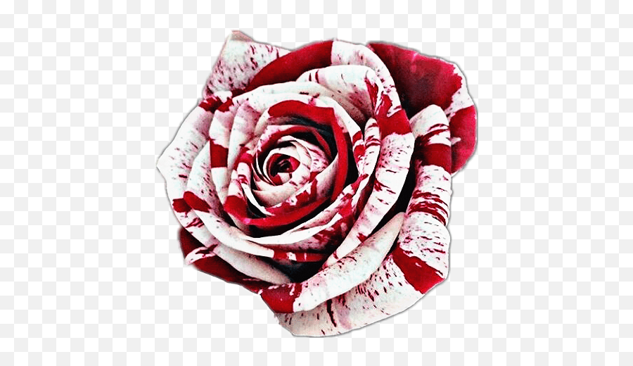 Bleeding White Rose Wallpaper