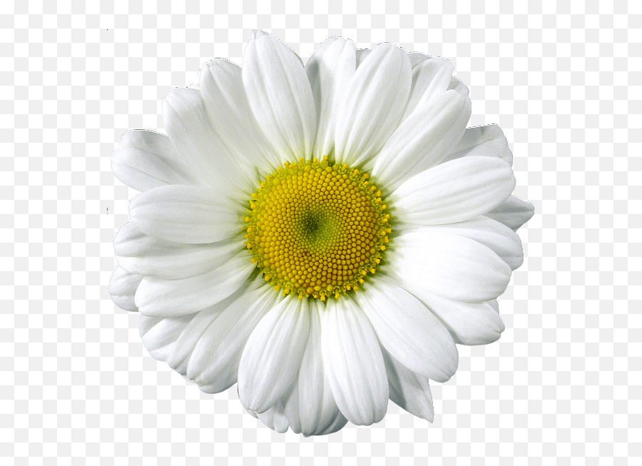 Daisy Clip Arts Flowers Flower Pictures Realistic Daisy