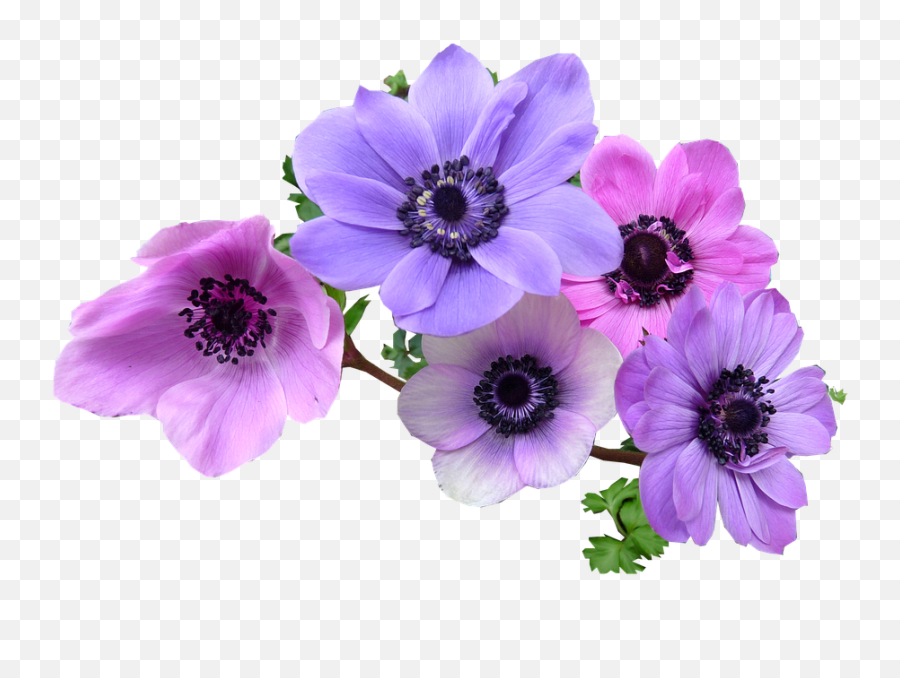Anémone Png 4 Image Anemone Flower Png,Anemone Png free transparent