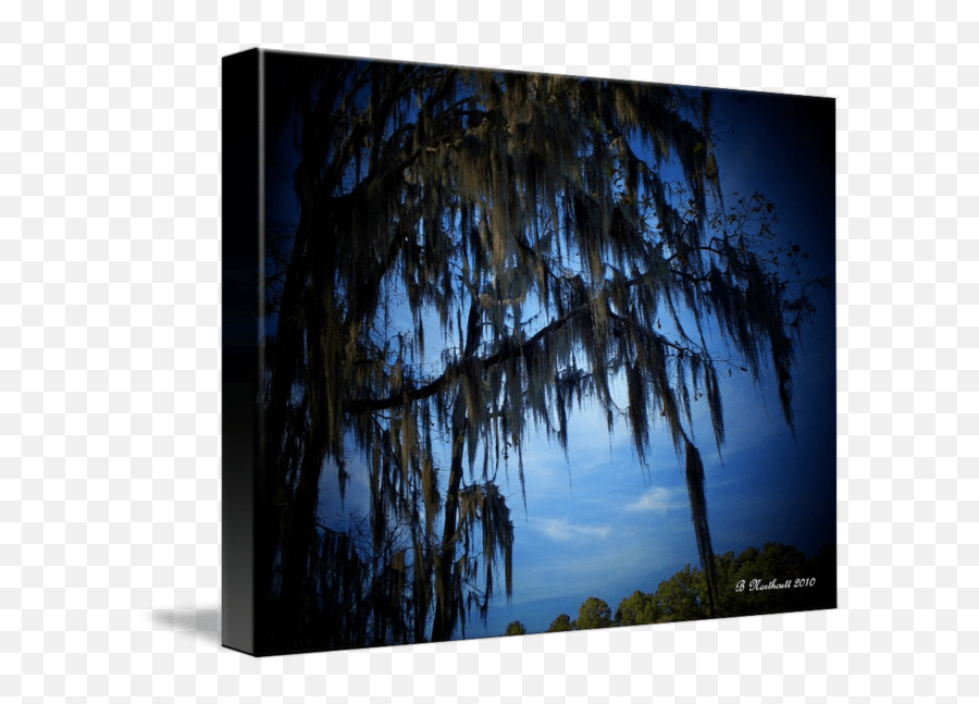 Spanish Moss Weeping Willow Png,Spanish Moss Png free transparent