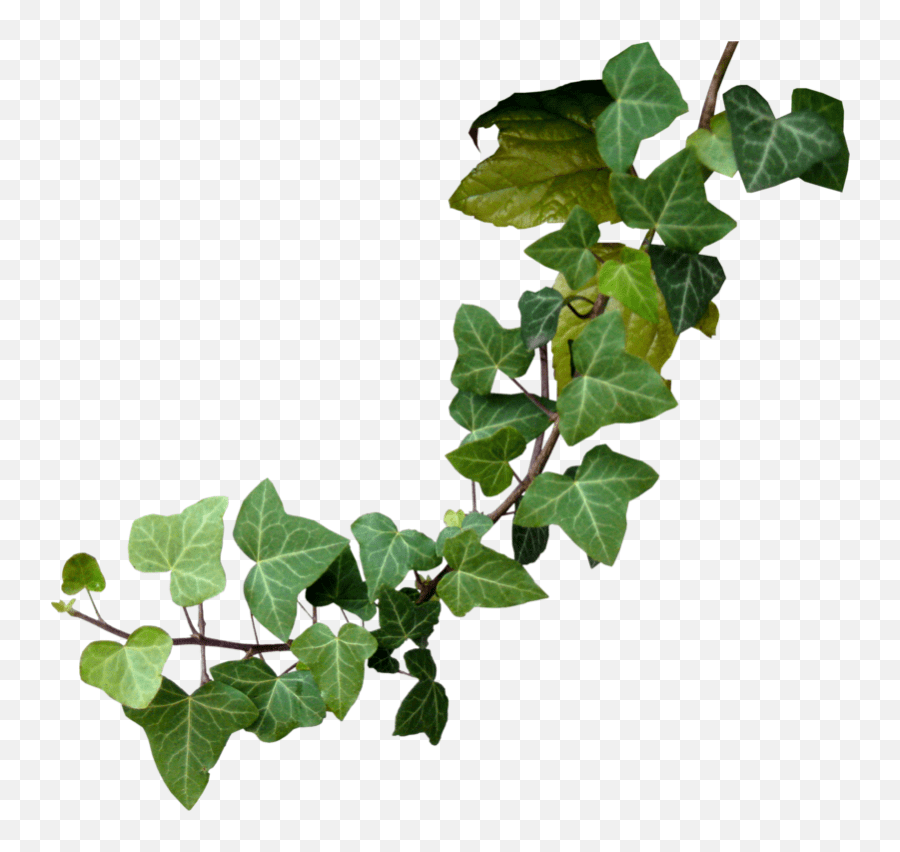 Poison Ivy Png