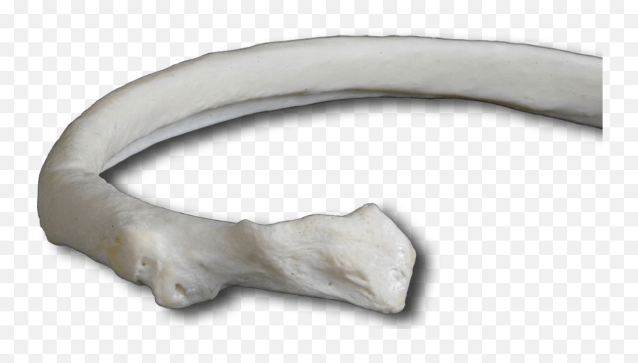 Download Rib Rib Bone Transparent Full Size Png Image Fish,Bone Png