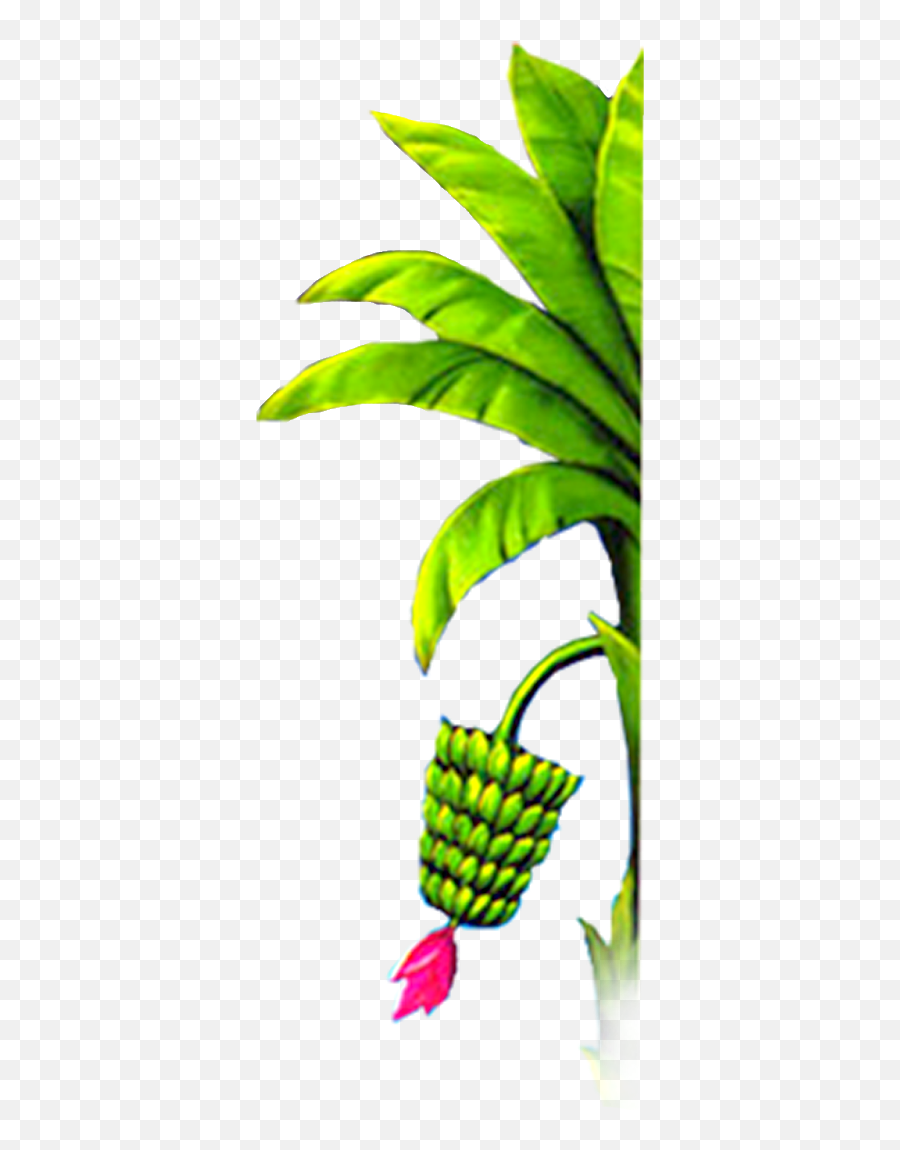 Banana Tree Design Elements Free Png Marriage Wedding Banana Tree Png