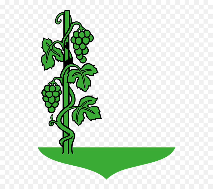 Vines Clipart Creeper Plant Transparent Draw A Grape Tree Png