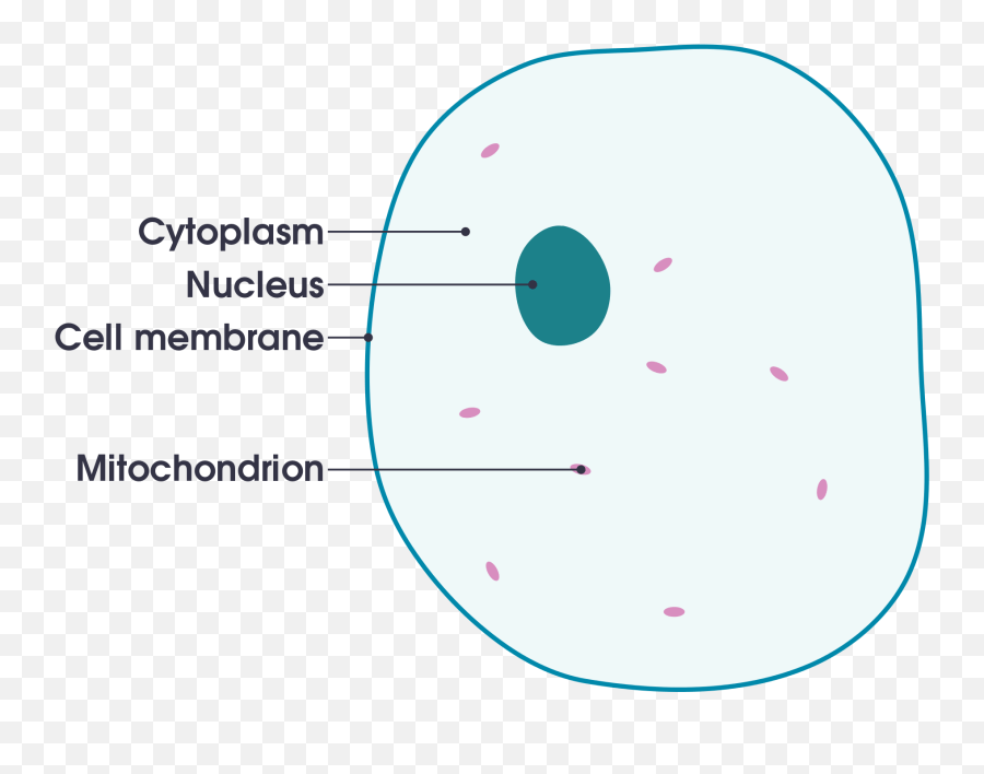 Animal Cell Diagram Labeled Simple Cell Membrane Definition For Kid