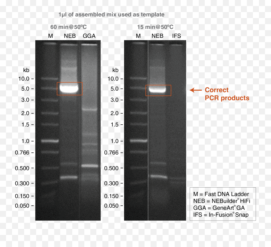 Neb Expressions 2021 Issue 3 Hifi Assembly Dna Ligation Gel