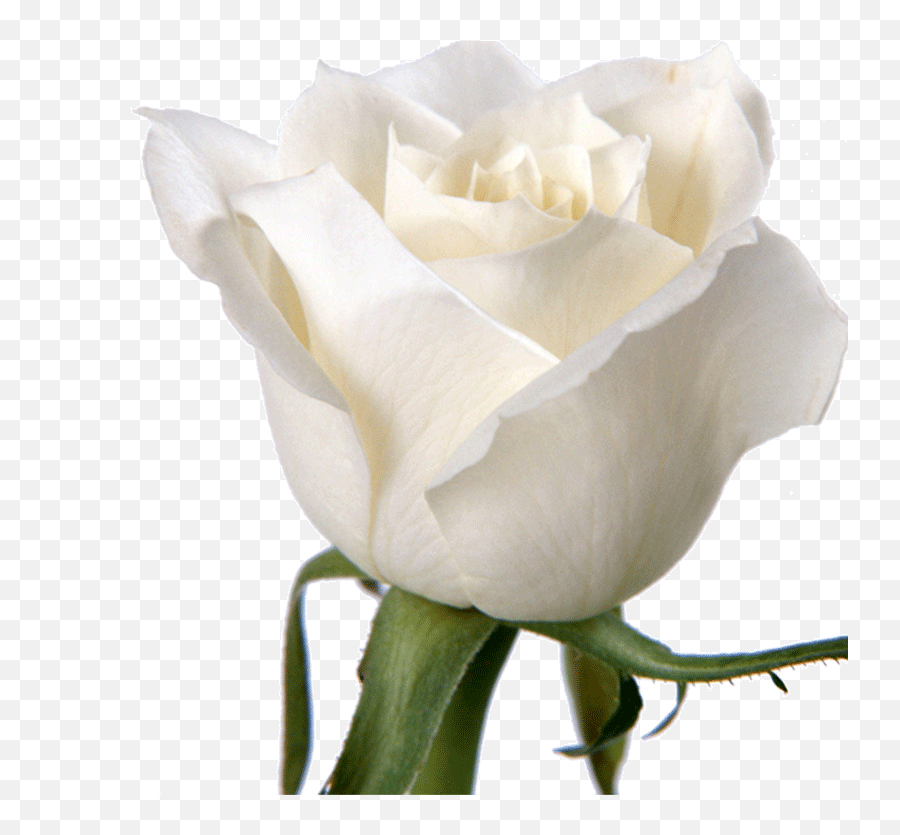 Rose Flower White Wallpaper White Roses Png Download 800 Heart