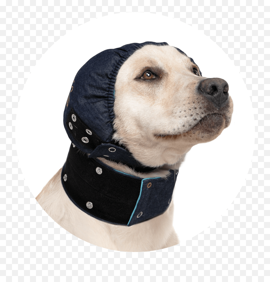 Mps Head Cover Dog Medical Pet Shirts Mps Head Cover Png,Dog Head Png free transparent png