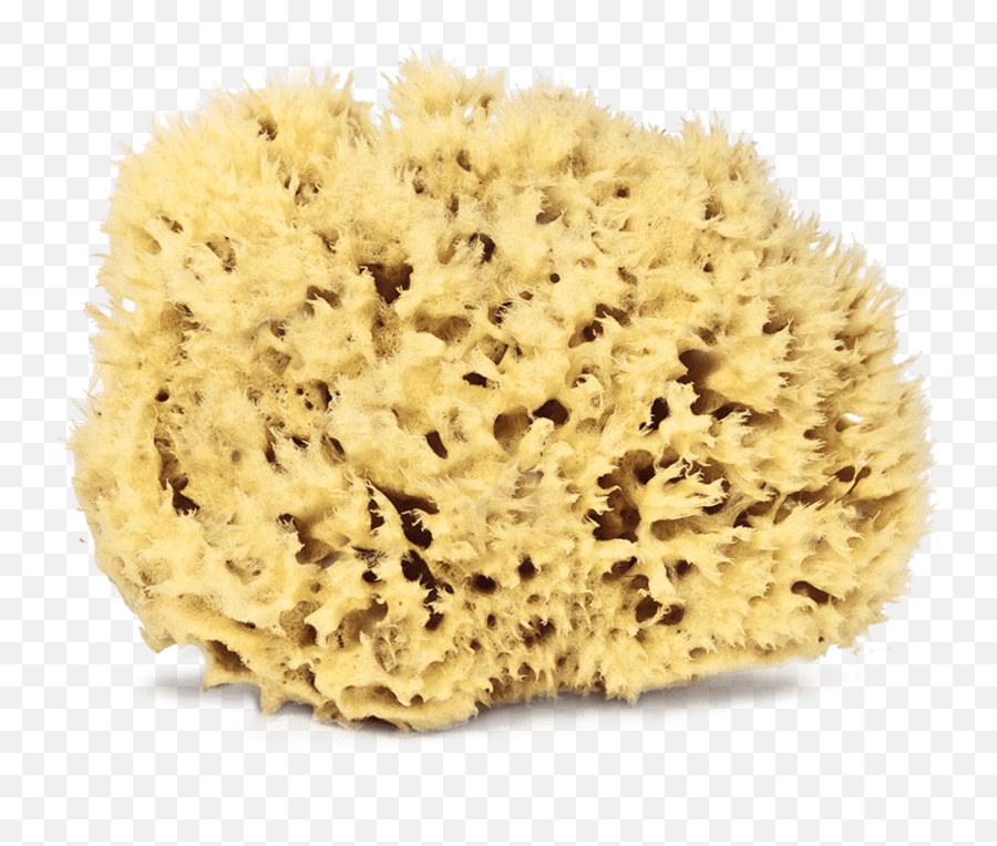 Natural Sea Sponges Sea Sponge Animal Images Transparent Png,Sponge
