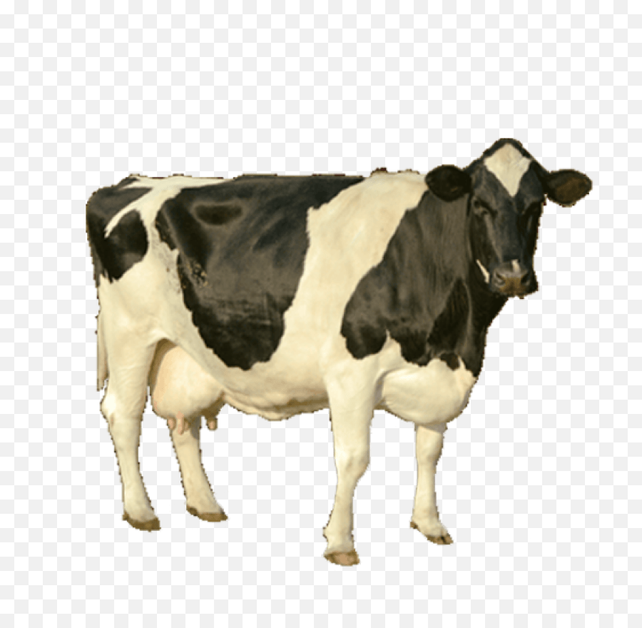 Download Cow Png Image For Free Cow High Resolution Png,Cattle Png