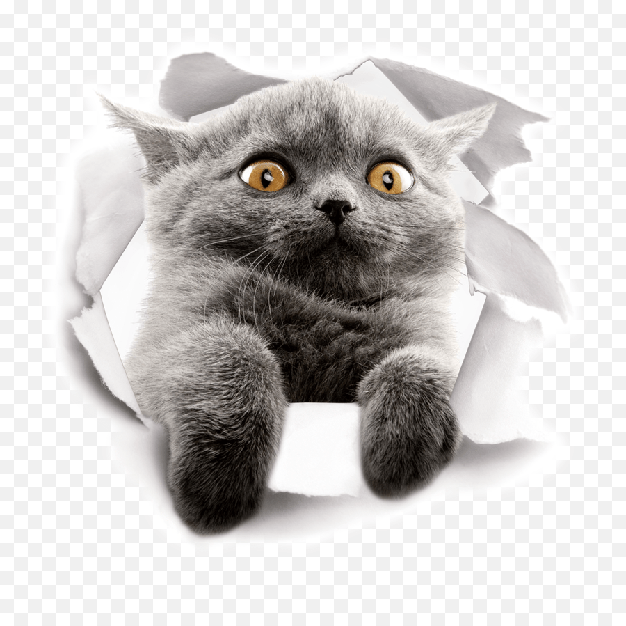 [Download 34+] Cute Cat Roblox Image Id