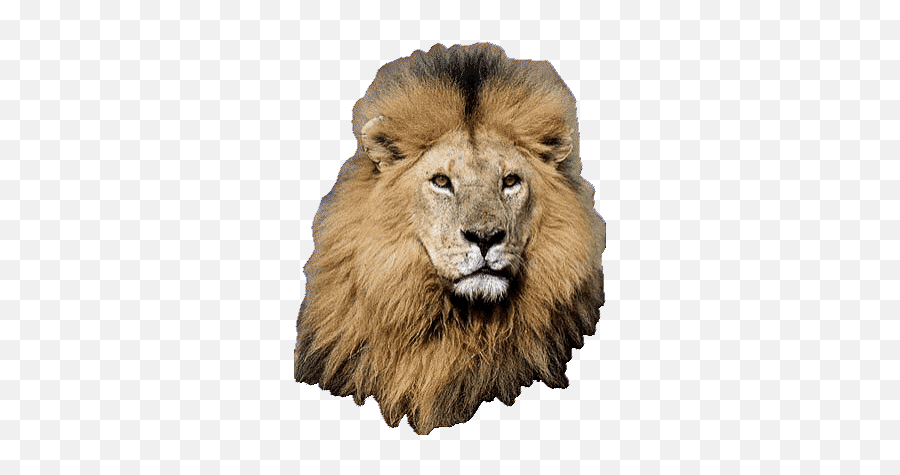 Top Lion King 2 Stickers For Android U0026 Ios Gfycat Lion Transparent Animated Gif Png Lion Roaring Icon Free Transparent Png Images Pngaaa Com