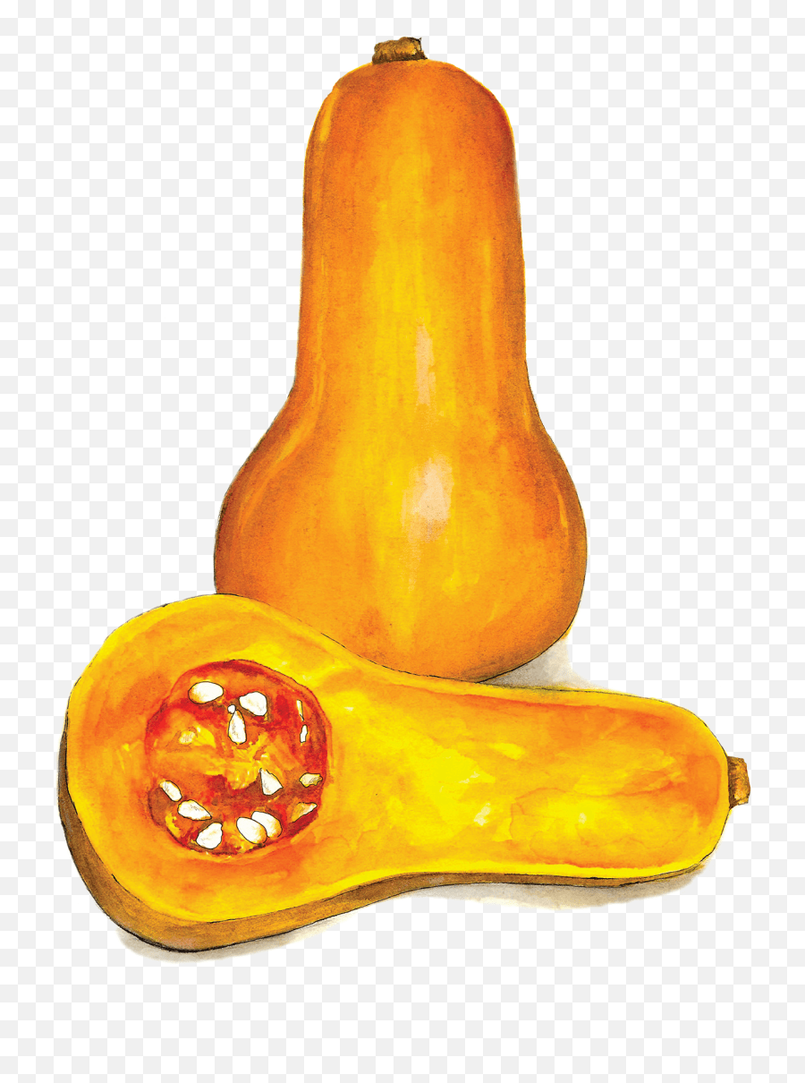Butternut Squash Gourd Png,Squash Png free transparent png images