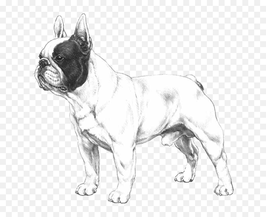Dog Breed Info Photos French Bulldog Illustrated Standard Png,French Bulldog Png free
