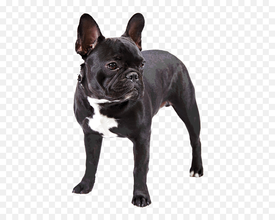 Download Photo Of French Bulldog Black French Bulldog Png Do French