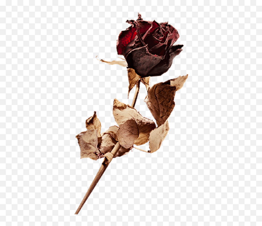 Download Free Png Dead Rose Dead Red Rose Png,Dead Rose Png free