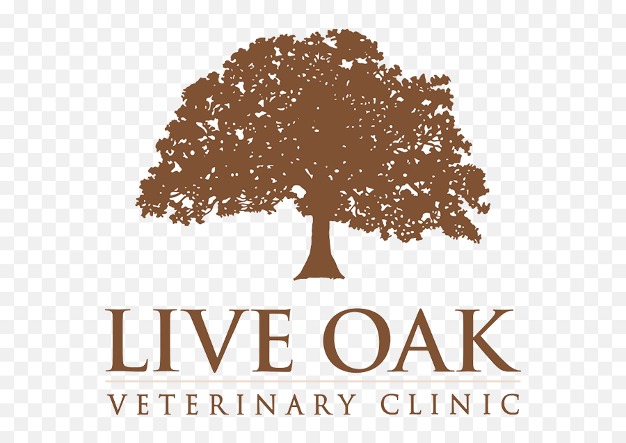Live Oak Veterinary Clinic Summer Music Png,Live Oak Png free transparent png images