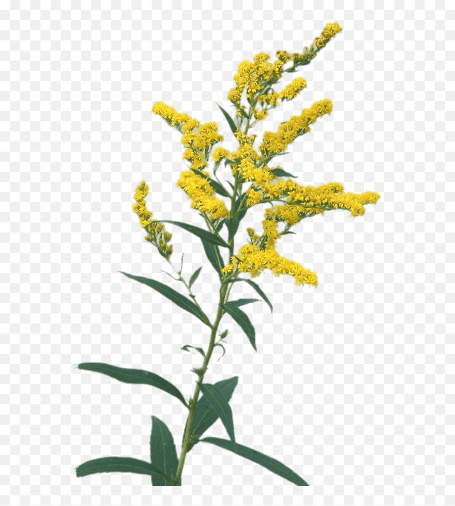 Goldenrod Flowers Transparent Png Stickpng Goldenrod Png,Flower
