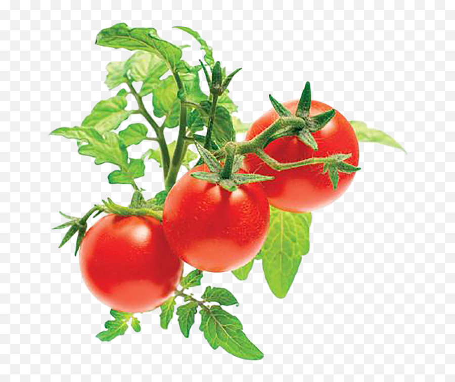 Click And Grow Mini Tomato Plant Pods Mini Tomato Png,Tomato Plant