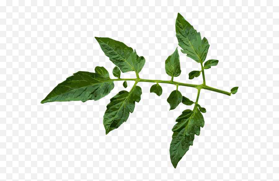 Tomato Plant Branches Growing Downward This Is Why Tomato Leaf Vector