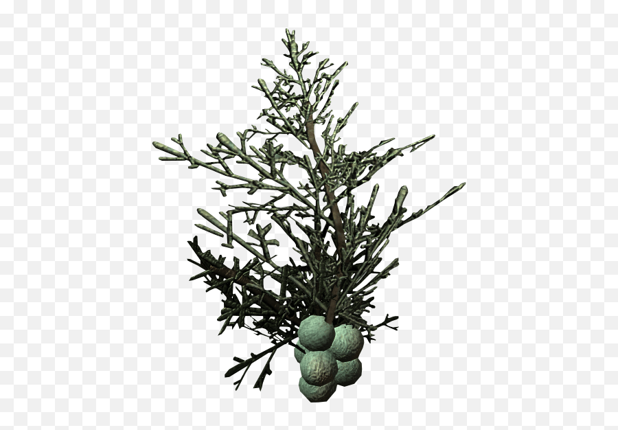 Juniper Berries Skyrim