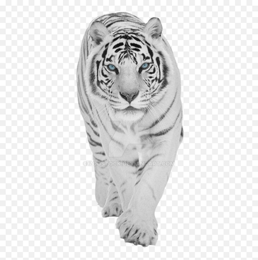 Wallpaper Png Hd - Baby Tiger Png 1080p White Tiger Wallpaper Hd Free Transparent Png Images Pngaaa Com