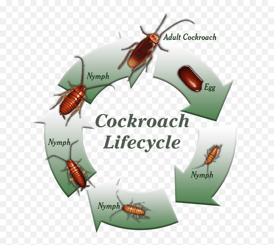Diagram Of The Life Cycle Of A Cockroach