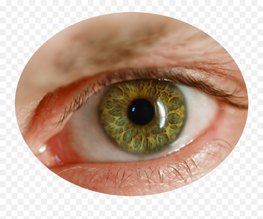 Human Eye Png Picture Png Eyes Lens Hd,Eye Transparent free