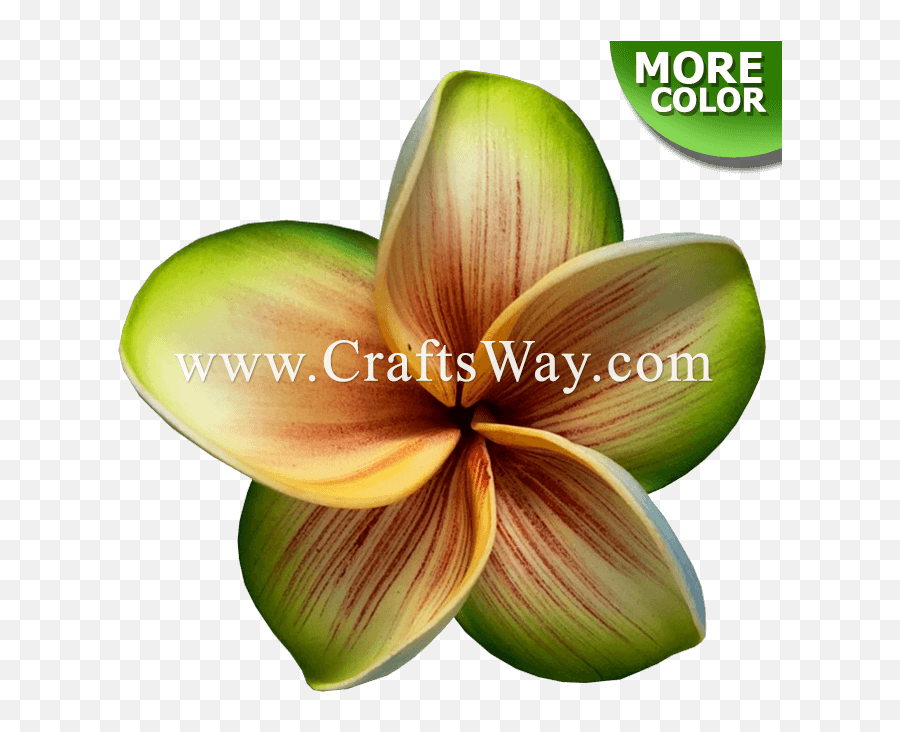 Plumeria Type Ku Artificial Flowers Oahu Png,Plumeria Flower Png