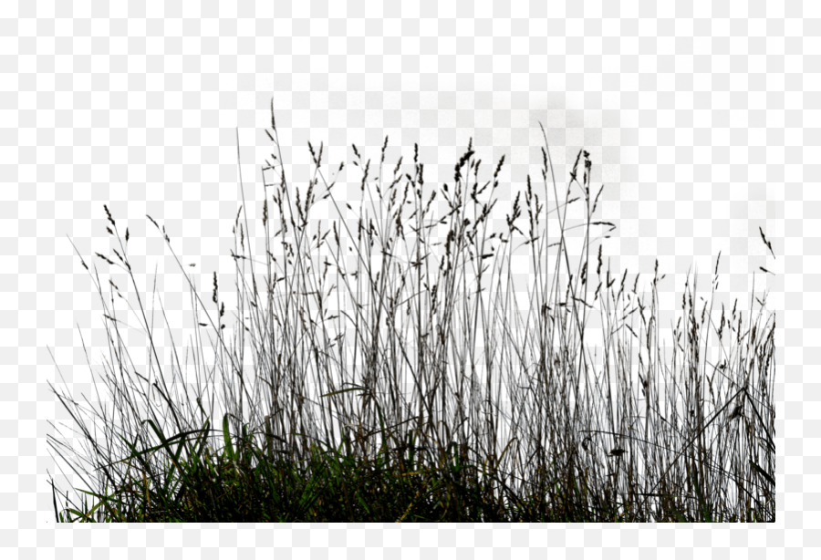 Tall Grass Png 1 Image Tall Grass Silhouette Png,Tall Grass Png