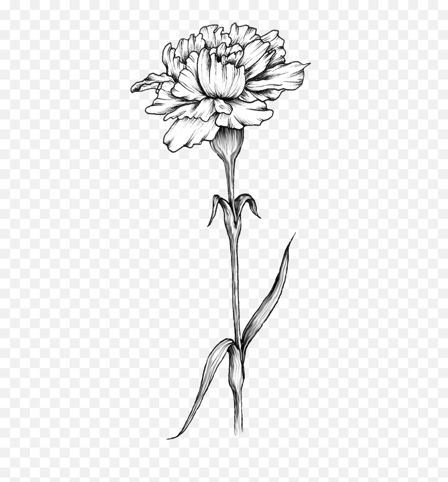 Share 80+ carnation tattoo drawing