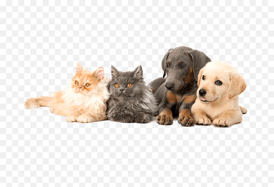 Veterinarian Brunswick Me Topsham Androscoggin Animal Labrador