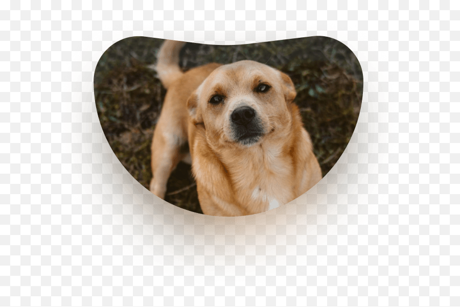 Spay And Neuter Clinic El Paso Tx Dog Png