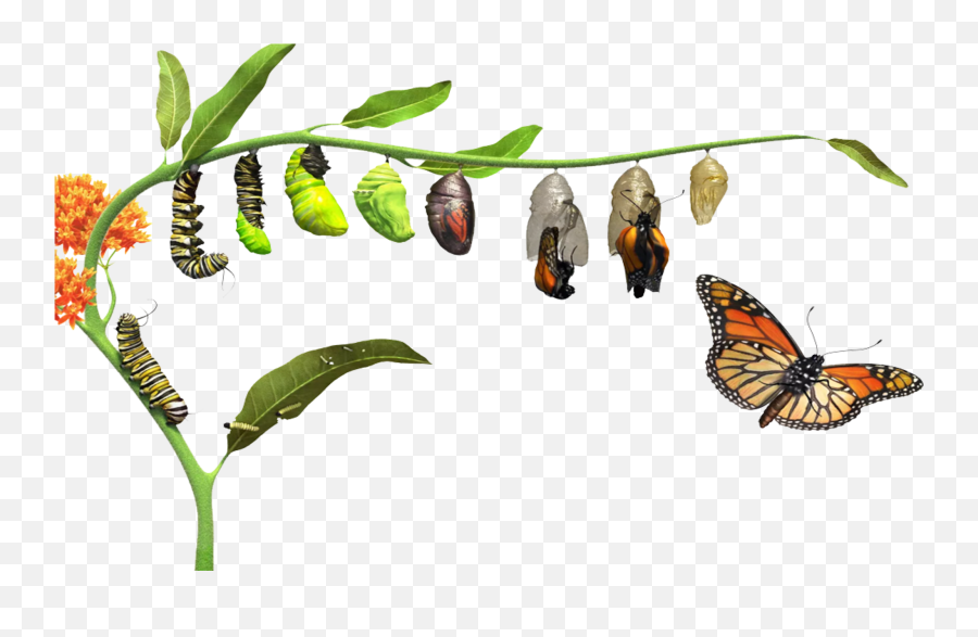 Download Hd Butterfly Life Cycle Butterfly Life Cycle Png Evolution