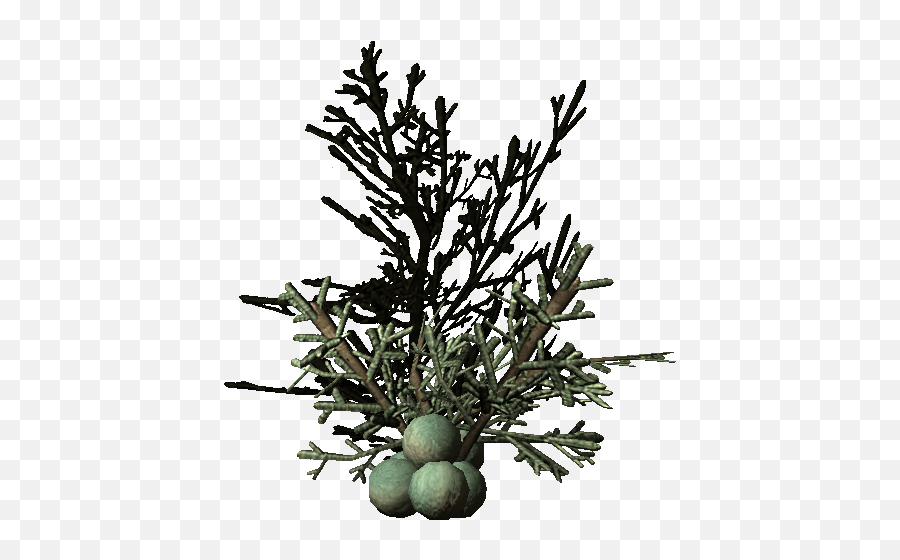 Juniper Berries Skyrim Wiki Skyrim Juniper Berries Png,Juniper Png