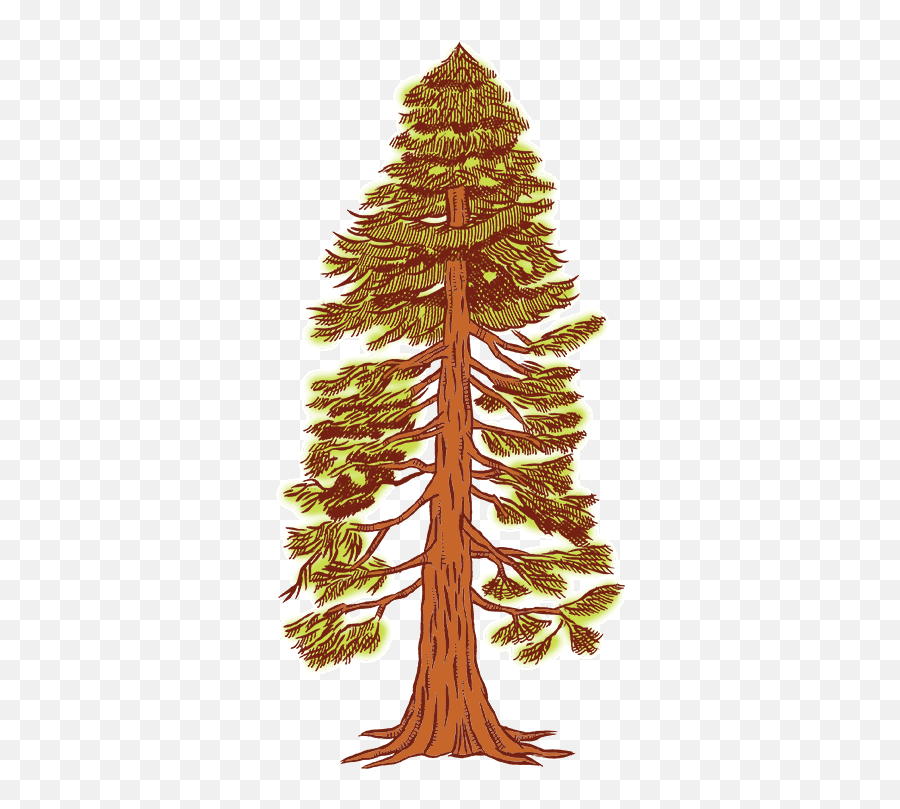 Free Redwood Cliparts Download Drawing Of A Redwood Tree Png,Redwood