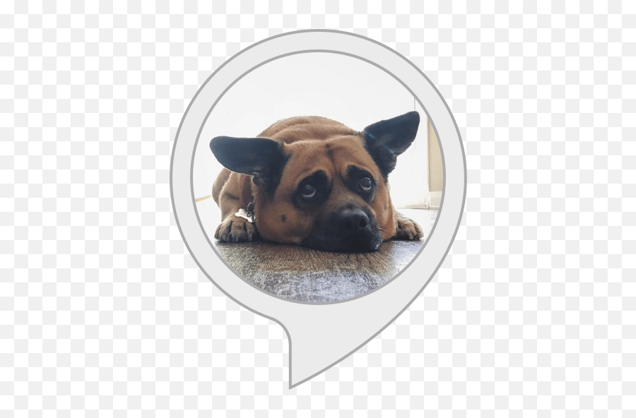Buddy The Dog Alexa Skills Guard Dog Png,Buddy Icon Funny