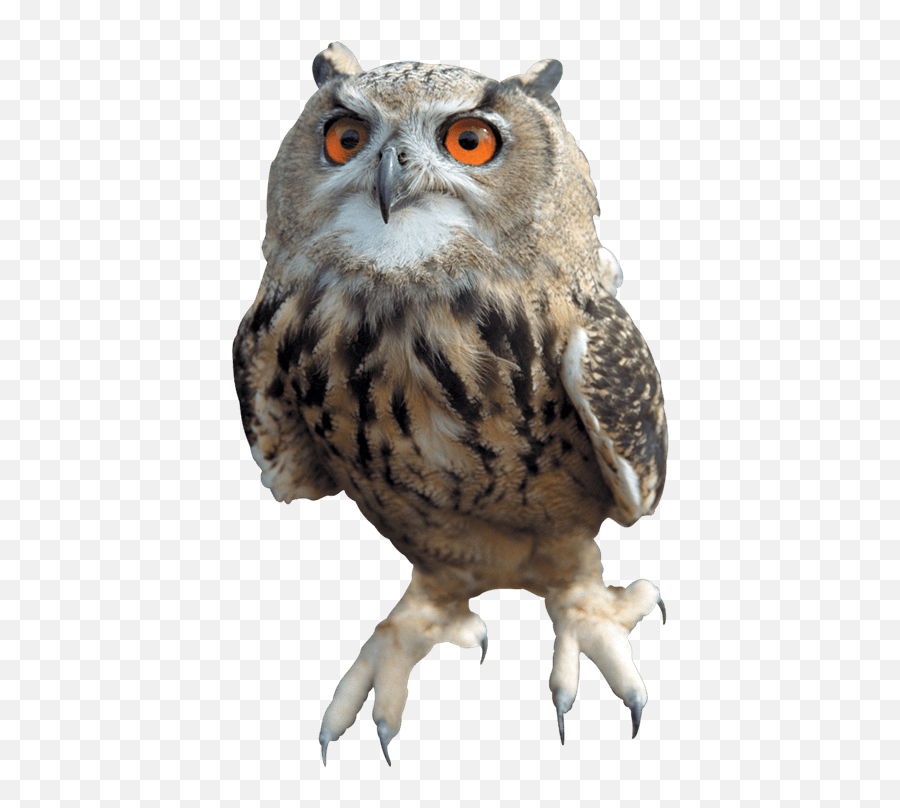 Owl Flying Transparent Png Owls Of Harry Potter,Idubbbz Png free