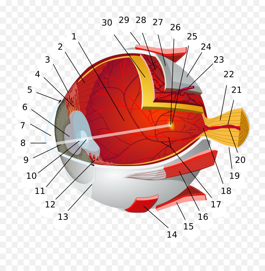 Drawing Veins Eye Vein Picture 1056844 Diagram Of The Eye Png,Vein Png free transparent png
