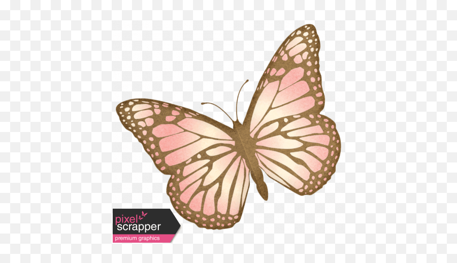 Oh Baby Baby Pink Butterfly Png,Pink Butterfly Png free transparent png images