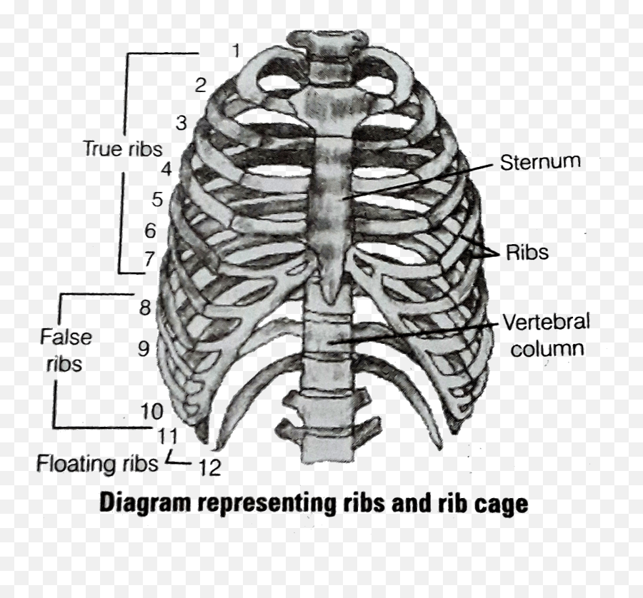 With Respect To Rib Cage Explain The Following U003cbru003e A Ribs