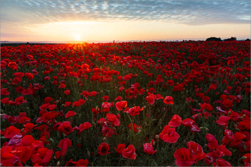 Field of Poppies Bright Canvas Art by Danhui Nai iCanvas