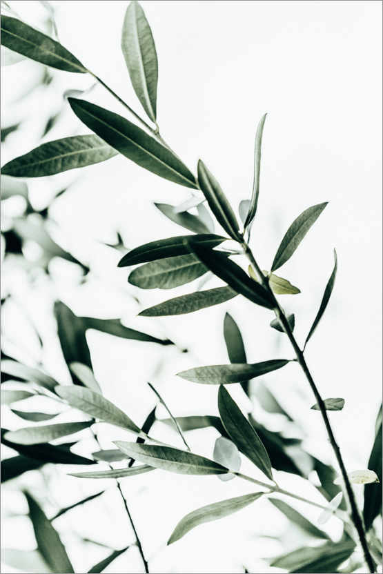 Posters Et Tableaux De Branche D Olivier De Mareike Bohmer Posterlounge