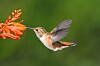 Hummingbirds can fly with almost no oxygen